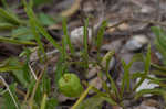 Coastal groundcherry